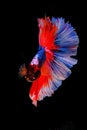 Siamese betta fish beautiful color