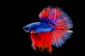 Siamese betta fish beautiful color on black background