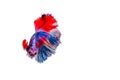 Siamese betta fish beautiful color