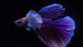 Siamese betta fish is the national fish of Thailand, its distinguishing feature is its beautiful and graceful tail. is a great fig