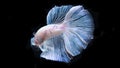 Siamese betta fish is the national fish of Thailand. It`s a fighter fish. The distinguishing feature of this figure is white wi