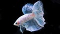Siamese betta fish is the national fish of Thailand. It`s a fighter fish. The distinguishing feature of this figure is white wi