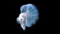 Siamese betta fish is the national fish of Thailand. It`s a fighter fish. The distinguishing feature of this figure is white wi