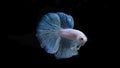 Siamese betta fish is the national fish of Thailand. It`s a fighter fish. The distinguishing feature of this figure is white wi