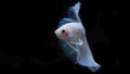 Siamese betta fish is the national fish of Thailand. It`s a fighter fish. The distinguishing feature of this figure is white wi