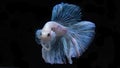 Siamese betta fish is the national fish of Thailand. It`s a fighter fish. The distinguishing feature of this figure is white wi