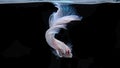 Siamese betta fish is the national fish of Thailand. It`s a fighter fish. The distinguishing feature of this figure is white wi