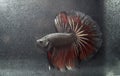 Siamese Betta Splendens