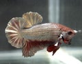 Siamese Betta Splendens Royalty Free Stock Photo