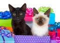 Siamese and black kitten in birthday presents Royalty Free Stock Photo