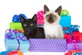 Siamese and black kitten in birthday presents Royalty Free Stock Photo