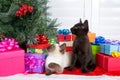 Siamese and black kittens in christmas presents Royalty Free Stock Photo