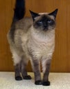 Siamese blue-eyed cat