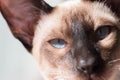 Siamese with blue eyes looking into camera Royalty Free Stock Photo