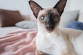 Siamese with blue eyes looking into camera Royalty Free Stock Photo