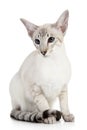 Siamese Blue Point cat Royalty Free Stock Photo