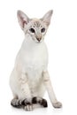 Siamese Blue Point cat Royalty Free Stock Photo