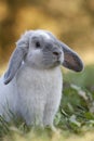 Siamese Blue Rabbit