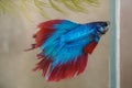Siamese blue red fighting fish in a glass bowl