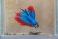 Siamese blue red fighting fish in a glass bowl