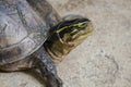 Siamese box terrapin .Shaped like turtles, but with a higher curved Royalty Free Stock Photo