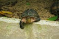 Siamese box terrapin .Shaped like turtles, but with a higher curved Royalty Free Stock Photo