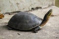 Siamese box terrapin .Shaped like turtles, but with a higher curved Royalty Free Stock Photo