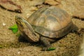 Siamese box terrapin .Shaped like turtles, but with a higher curved Royalty Free Stock Photo