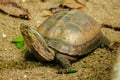 Siamese box terrapin .Shaped like turtles, but with a higher curved Royalty Free Stock Photo