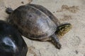 Siamese box terrapin .Shaped like turtles, but with a higher curved Royalty Free Stock Photo