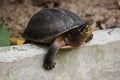 Siamese box terrapin .Shaped like turtles, but with a higher curved Royalty Free Stock Photo