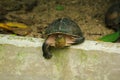 Siamese box terrapin .Shaped like turtles, but with a higher curved Royalty Free Stock Photo