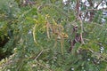 Siamese cassia, flowering legume trees use as vegetable and medicinal plant