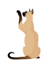 Siamese cat