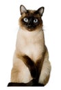 Siamese cat