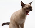 Siamese cat Royalty Free Stock Photo