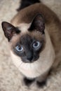 Siamese Cat Royalty Free Stock Photo