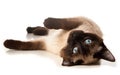 Siamese cat Royalty Free Stock Photo