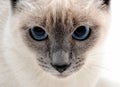 Siamese cat Royalty Free Stock Photo