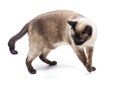 Siamese cat Royalty Free Stock Photo