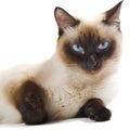 Siamese cat