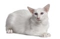 Siamese cat, 2 years old, lying Royalty Free Stock Photo