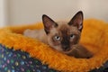 Siamese cat