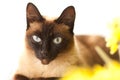 Siamese cat