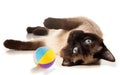 Beautiful blueeyed adult siamese cat playing lazy Royalty Free Stock Photo