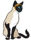 Siamese cat