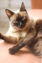 Siamese cat Royalty Free Stock Photo