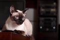 Siamese cat