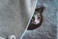 The Siamese cat is afraid to leave its home Royalty Free Stock Photo