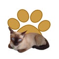 Siamese cat and animal brown foot isolated